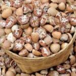 Security force seize arenut nuts worth Rs 1.77 crore