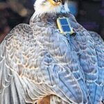 Satellite tagged Amur Falcon is arriving at Tamenglong from China